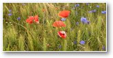 Fleurs des champs