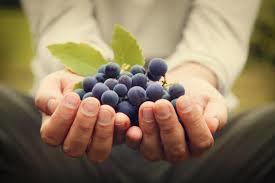 porter du fruit