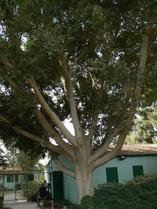 Derrière, la maison de Ben Gourion.