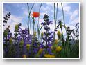 Fleurs