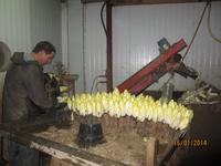 Visite Ferme Patinier "Fauquissarette".
Culture des endives.