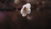 plum-blossom-949384_1280