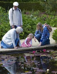 lilly-pond-805207_1280